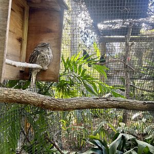 Tawny Frogmouth