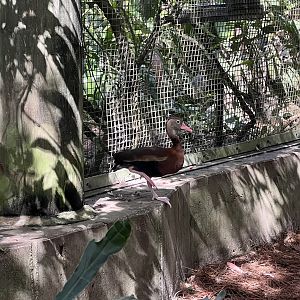 Black-bellied Whistling Duck