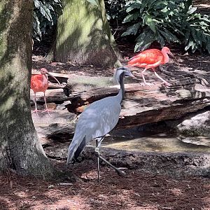 Demoiselle Crane
