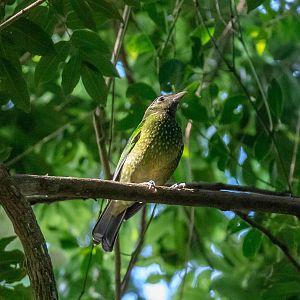 Green Catbird