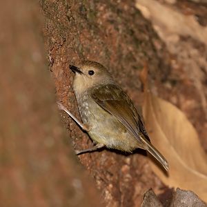 Large-billed Scrubwren