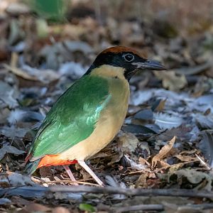 Noisy PItta