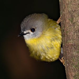 Pale-yellow Robin