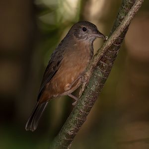 Rufous Shrike-thrush