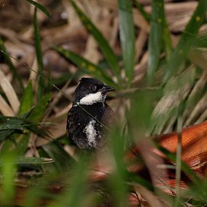 Eastern Whipbird