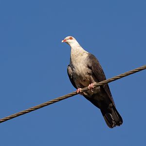 White-headed Pigeon