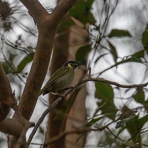 Lewin's Honeyeater