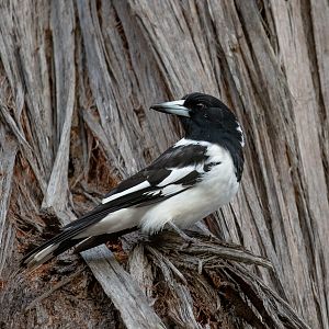 Pied Butcherbird