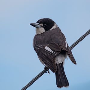 Grey Butcherbird