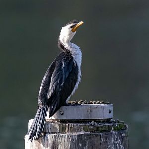 Little Pied Cormorant