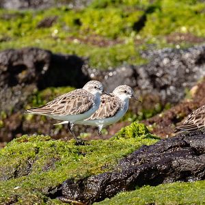 Red-necked Stint