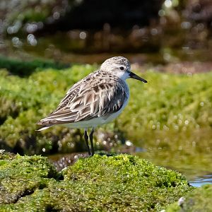 Red-necked Stint