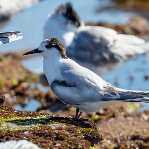 White-fronted Tern