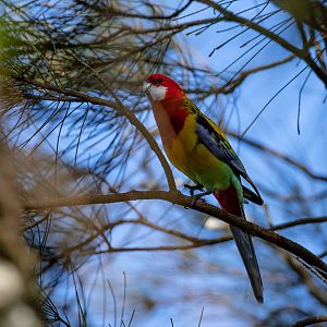 Eastern Rosella