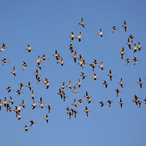 Pink-eared Ducks