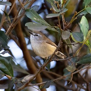 Brown Gerygone