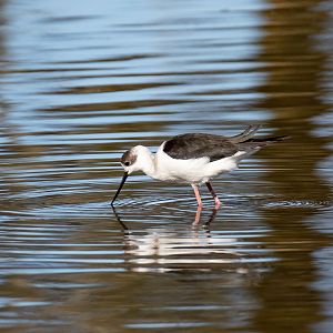 White-headed Stilt (juvenile)