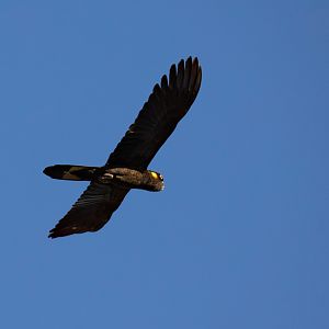 Yellow-tailed Black Cockatoo