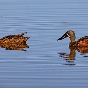 Australian Shoveller