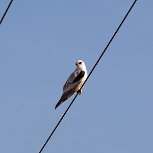 Black-shouldered Kite