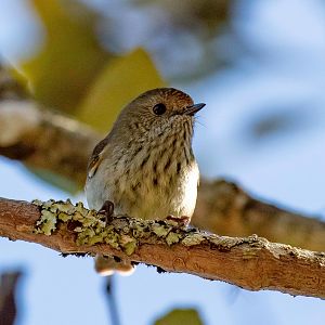 Brown Thornbill