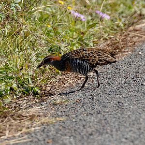Buff-banded Rail