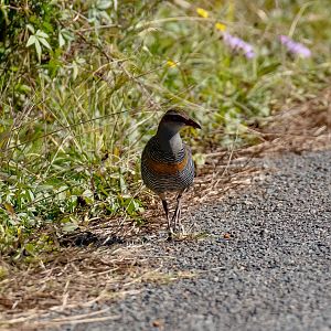 Buff-banded Rail