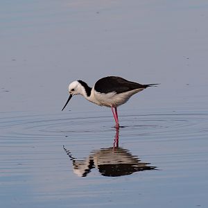 White-headed Stilt