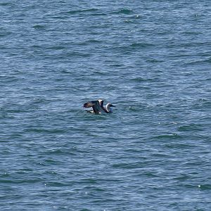 Australasian Gannet (juvenile)
