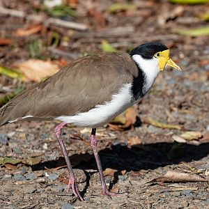 Masked Lapwing