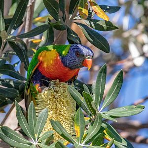 Rainbow Loikeet