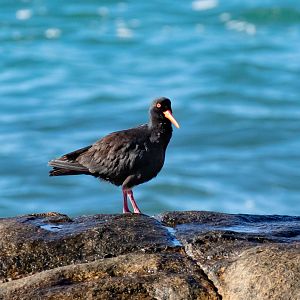 Sooty Oystercatcher