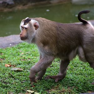 Northern Pig-tailed Macaque (Macaca leonina)