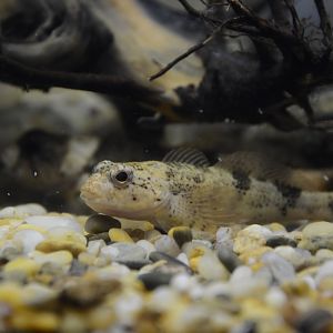 Rein's sculpin (Cottus reinii)