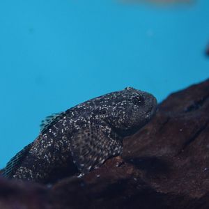 Sakhalin sculpin (Cottus amblystomopsis)