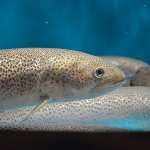 Japanese huchen (Parahucho perryi)