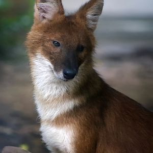Dhole