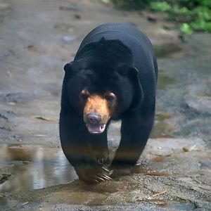Sun Bear
