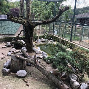 Eurasian otter enclosure