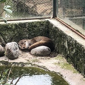 Eurasian otter
