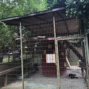 Domestic cat (Maine coon) cage