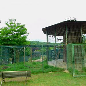 Ring-tailed Lemur Enclosure