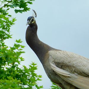 Weird Color Morph Peafowl