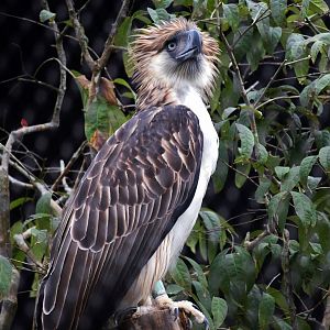 Philippine Eagle (Pithecophaga jefferyi)