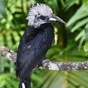 Western Long-tailed Hornbill (Horizocerus albocristatus)