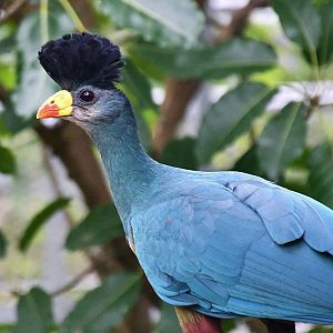 Great Blue Turaco (Corythaeola cristata)