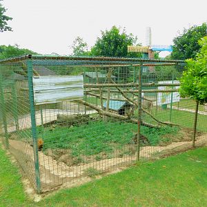 Coatimundi Enclosure