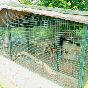 Common Marmoset Enclosure