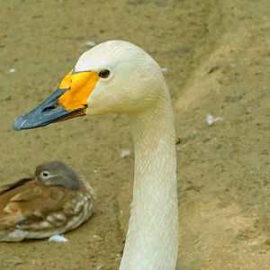 Whooper Swan