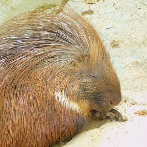 Crested Porcupine